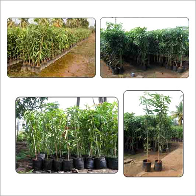 Mango Plantations