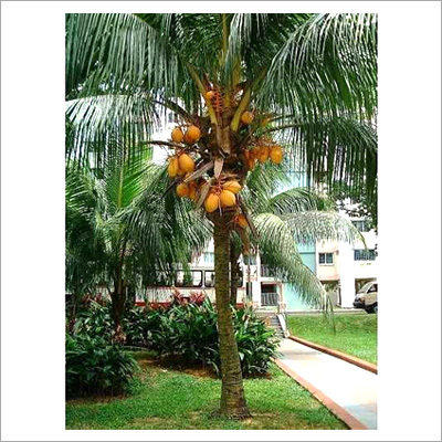 Coconut Plants