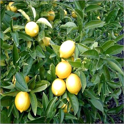 Lemon Plant