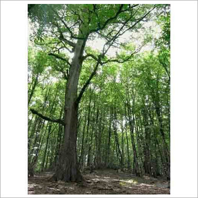 Tall Forestry Plants