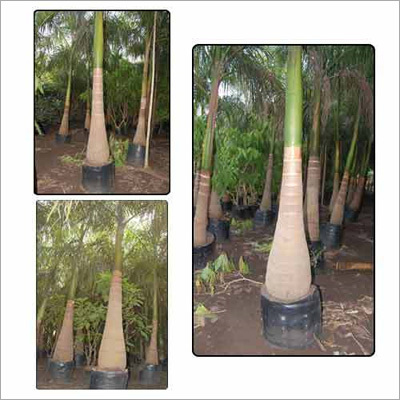 Royal Palm Tree