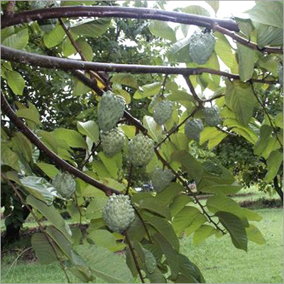 Apple Ber Plants