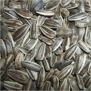 Stripped Sunflower Seed