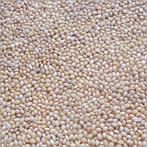 Yellow Millet