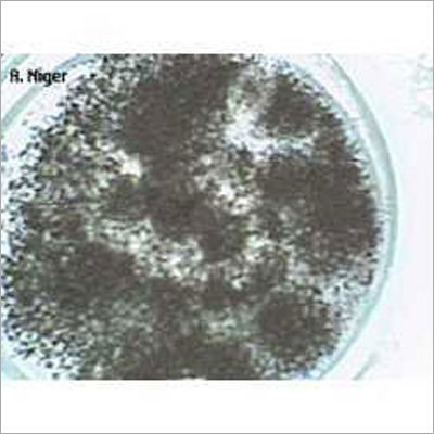 Potato Dextrose Broth Nutrient Agar
