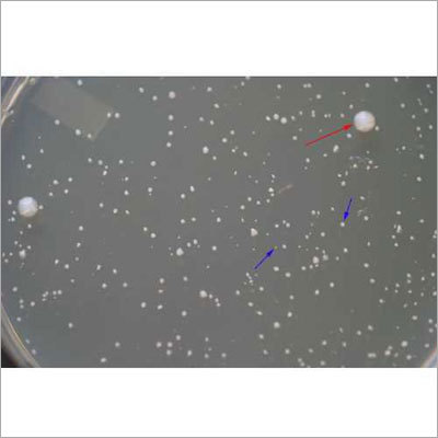Plate Count Agar