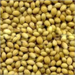 Coriander Seeds