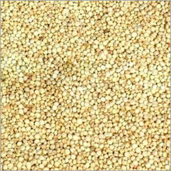 Sorghum Seeds