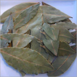 Bay Leaf (Tej-Patta)