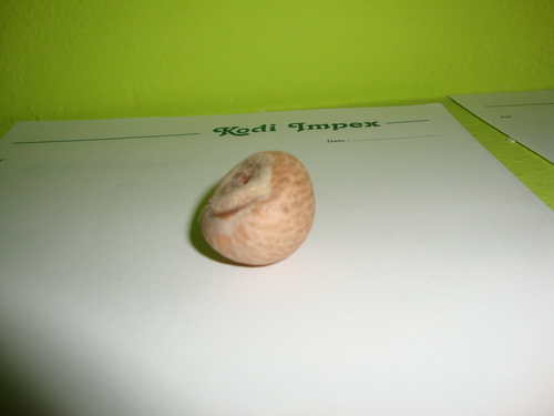 Natural Betel Nuts