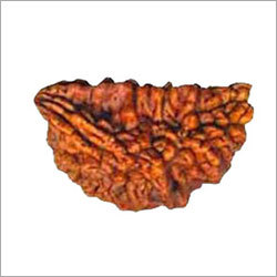 Ekha Mukhi Rudhraksha