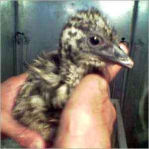 High Breed Emu Chicks