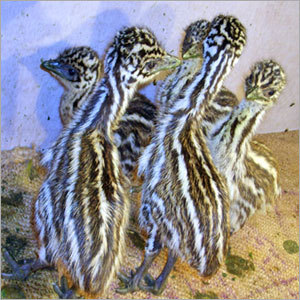 EMU Farming Services