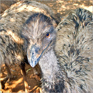EMU Bird