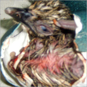 EMU Egg Hatching Services