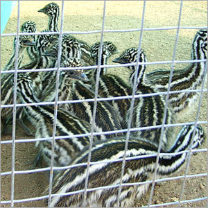 EMU Veterinary Services By SHUBHAM EMU FARM AND HATCHERY