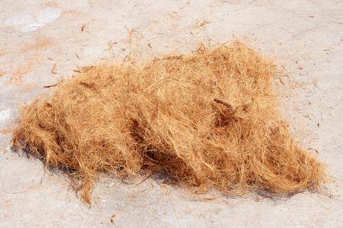 Coconut Palm Fiber