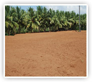 Natural Coir Fibre