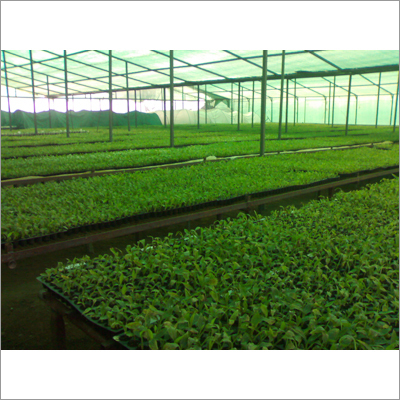 Green House