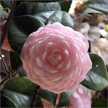 Natural Flower Plants Natural Flower Plants