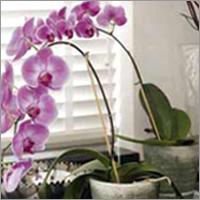 Phelenopsis