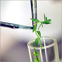 Plant Tissue Culture Research And Development