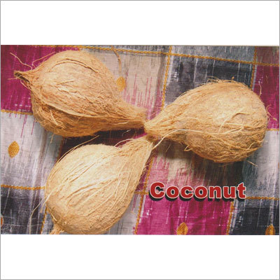 Coconut