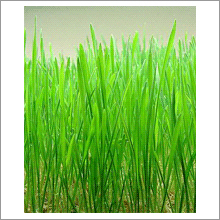 Wheatgrass