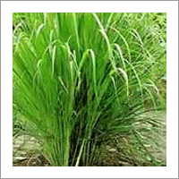 Organic Lemongrass