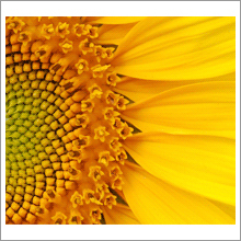 Sun Pops