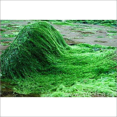 Spirulina Products