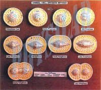 Animal Cell Division Mitosis Model
