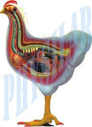 White And Yellow Bird Dissection-Domestic Hen Model