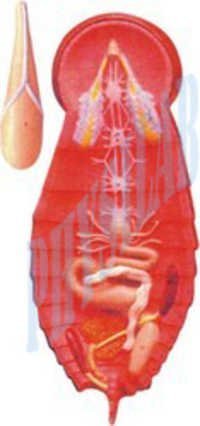 Cockroach Model