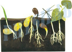 Comaprative Germination Model