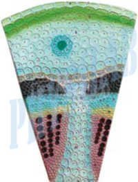 Dicot Stem Ts Model