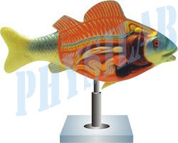 Fiber Glass Fish Dissection Model