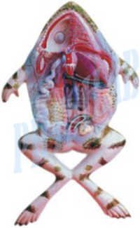Frog Dissection Model