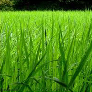 Rice Paddy