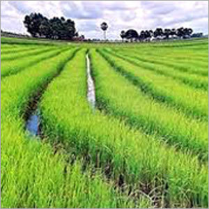 Paddy Rice