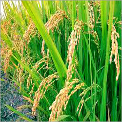 Basmati Rice