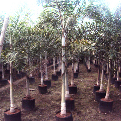 Big Tree Plantations