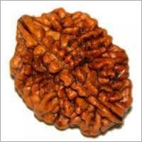 Two Faced Rudraksha(Nepali)