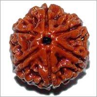 Six faced Rudraksha (Nepali)