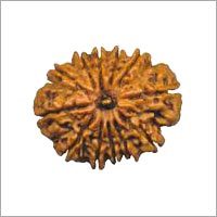 Twelve Faced Rudraksha (Nepali)