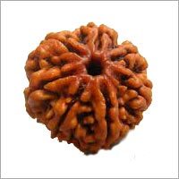 Seven Faced Rudraksha(Nepali)