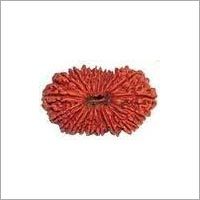 Fourteen faced Rudraksha (Nepali)
