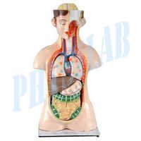 Human Torso Model - Pvc Material, 381mm Length, Skin Color | 85 X 37 X 19 Cm Dimensions, 3-5 Kg Weight, Fine Quality Design