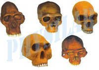 Prehistoric Man Skulls - Set Of 6