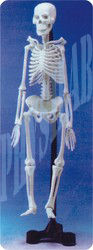 Fiber Glass Human Skeleton Model